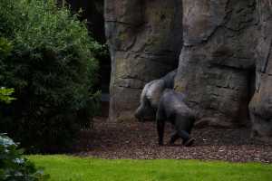 GORILLAS-22NOV22(1)